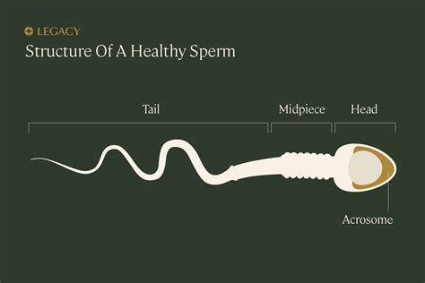 how to shoot sperm|The Phenomenon of Shooting Sperm: What You Need to Know